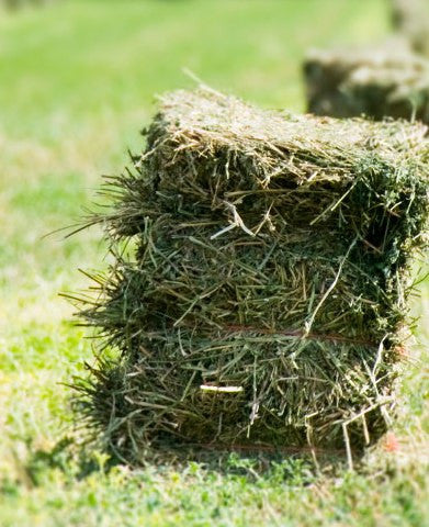 Hay, Definition, Grass, Bale, & Facts